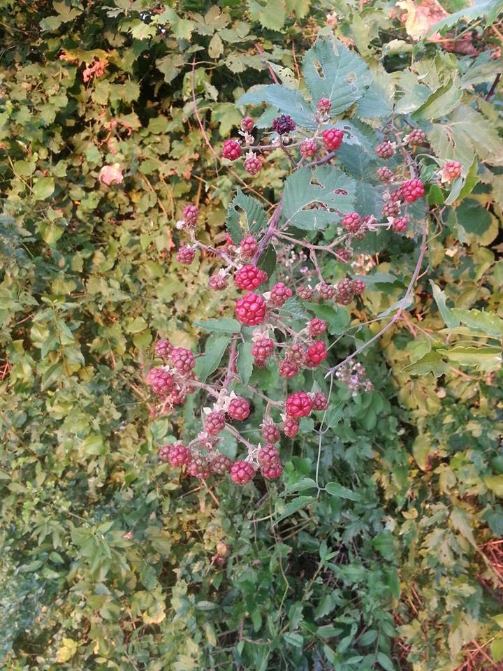 Alaçam Gökçeboğaz Köyü Resimleri 19