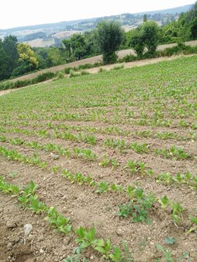 Alaçam Gökçeboğaz Köyü Resimleri 5