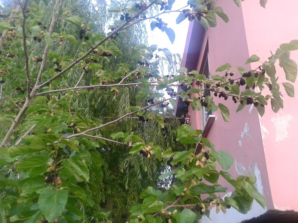 Alaçam Gökçeboğaz Köyü Resimleri 9