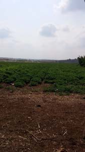 Adana Sarıçam Avcılar Köyü Resimleri 1