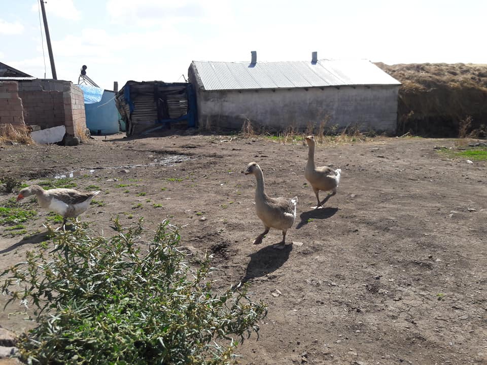 Kars Hasçiftlik Köyü Resimleri 2