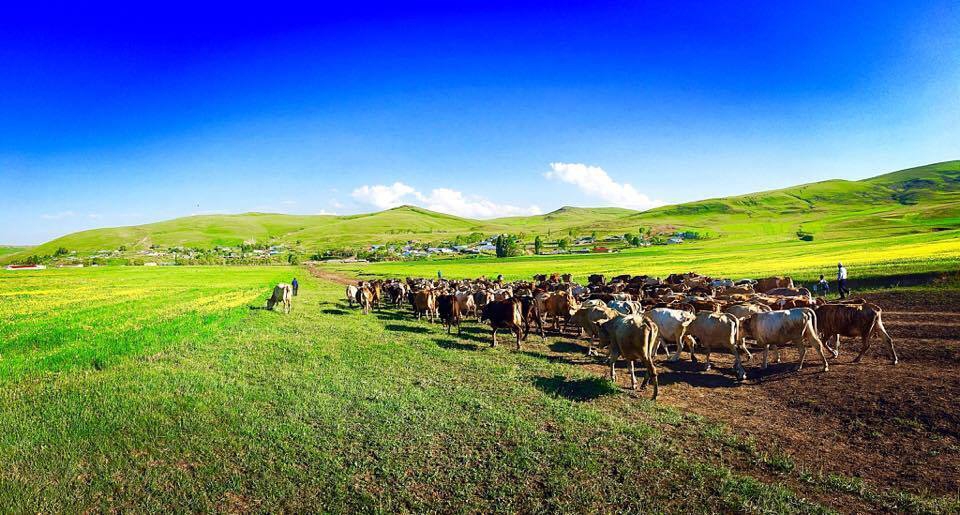Kars Karaçoban Köyü Resimleri 5