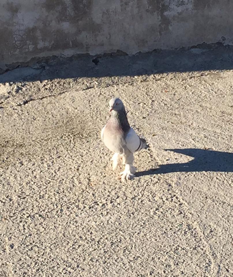 Çarşamba Canlı Köyü Resimleri 4