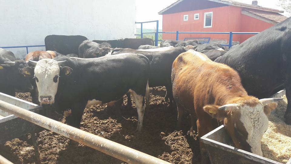 Çarşamba Canlı Köyü Resimleri 5