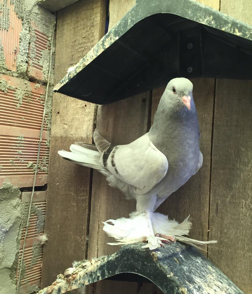 Çarşamba Cumhuriyet Köyü Resimleri 4