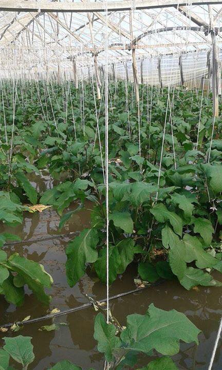 Çarşamba Çaltı Köyü Resimleri 2