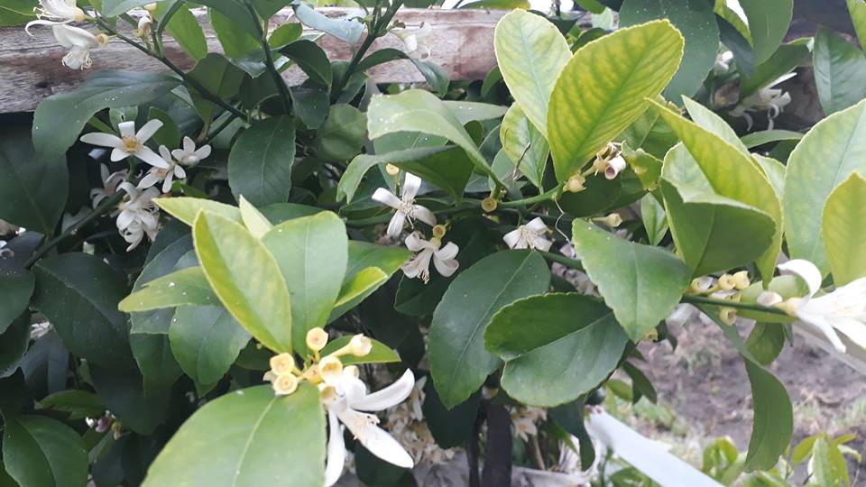 Çarşamba Çaltı Köyü Resimleri 3