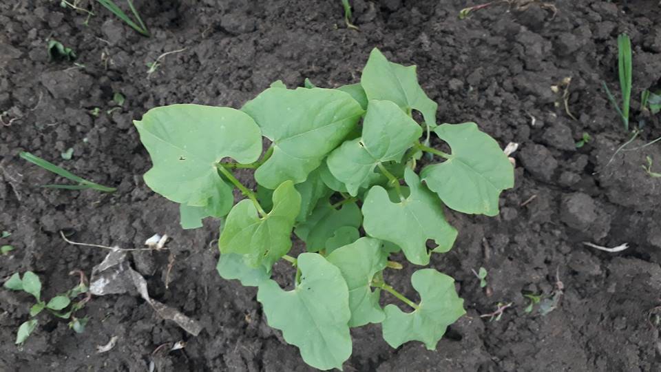 Çarşamba Çaltı Köyü Resimleri 4