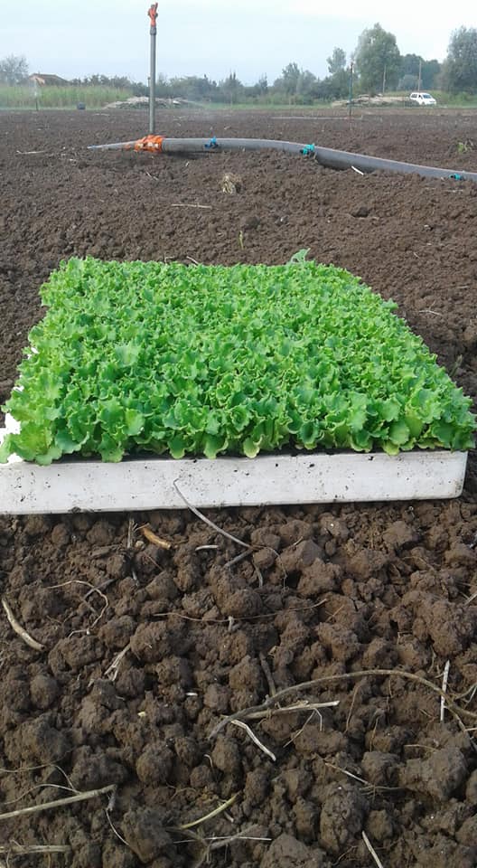 Çarşamba Çaltı Köyü Resimleri 9