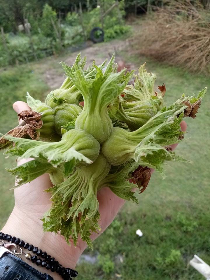 Çarşamba Çayvar Köyü Resimleri 10