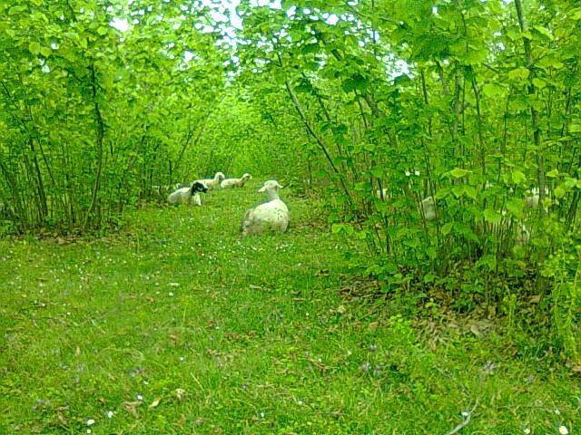 Çarşamba Çayvar Köyü Resimleri 12