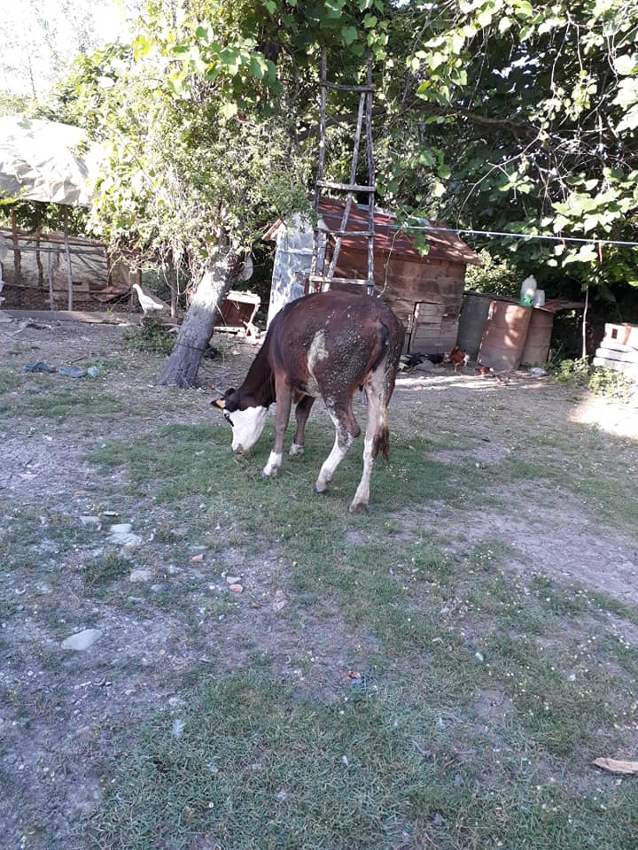 Çarşamba Çelikli Köyü Resimleri 3