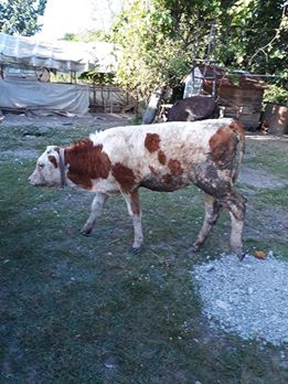 Çarşamba Çelikli Köyü Resimleri 6