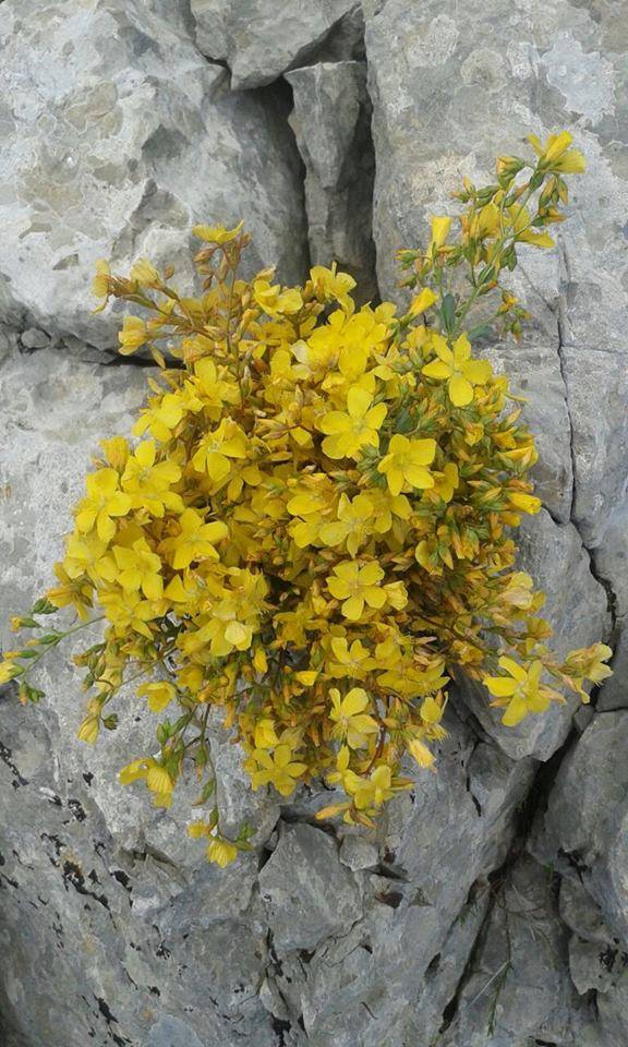 Çarşamba Çelikli Köyü Resimleri 8