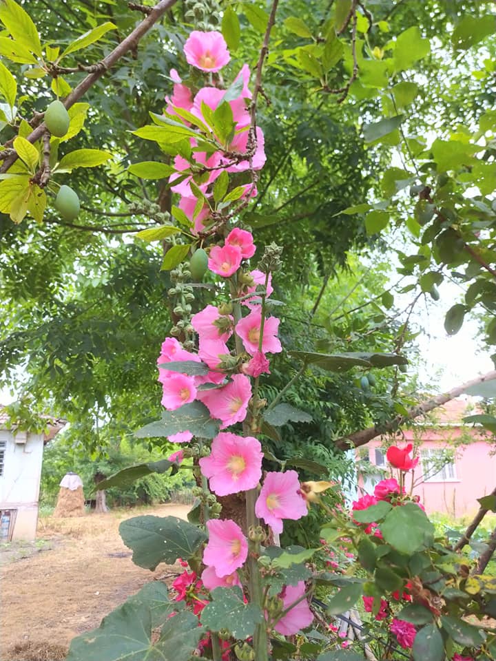Çarşamba Çerçiler Köyü Resimleri 7