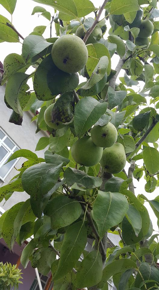 Çarşamba Çınarlık Köyü Resimleri 1