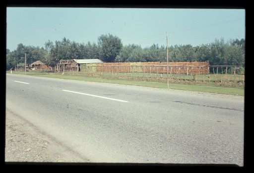 Çarşamba Çınarlık Köyü Resimleri 5