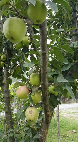 Çarşamba Çınarlık Köyü Resimleri 8