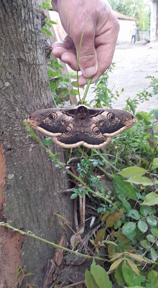 Çarşamba Çınarlık Köyü Resimleri 9