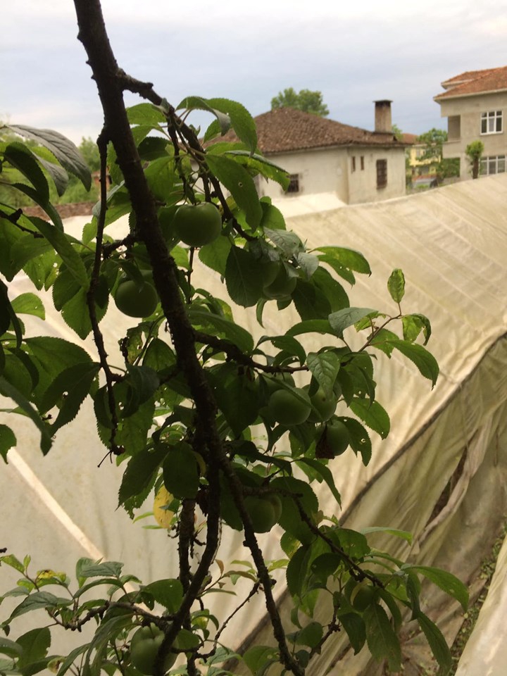 Çarşamba Dalbahçe  Köyü Resimleri 5
