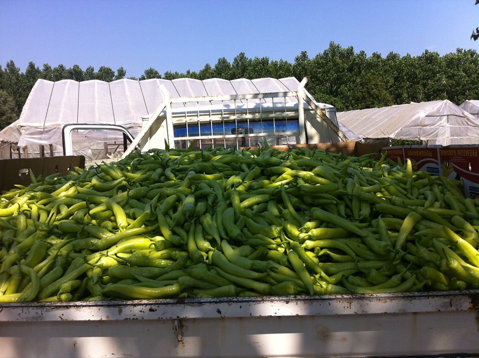 Çarşamba Damlataş Köyü Resimleri 1