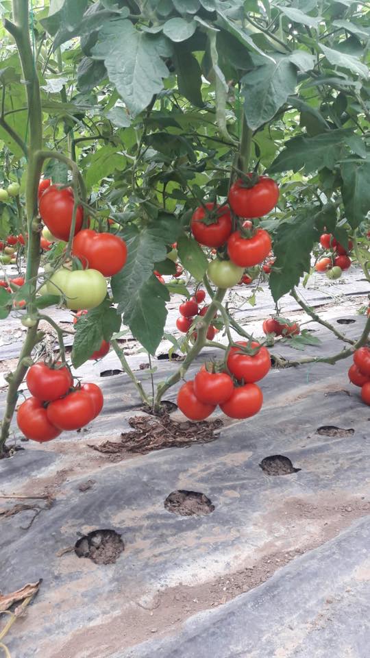 Çarşamba Damlataş Köyü Resimleri 3