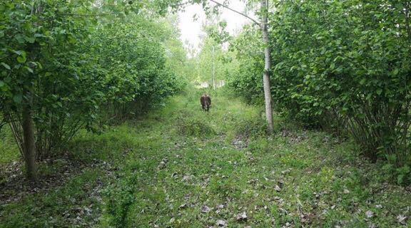 Çarşamba Demirarslan Köyü Resimleri 6