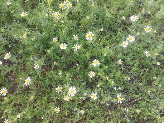 Çarşamba Demirarslan Köyü Resimleri 9