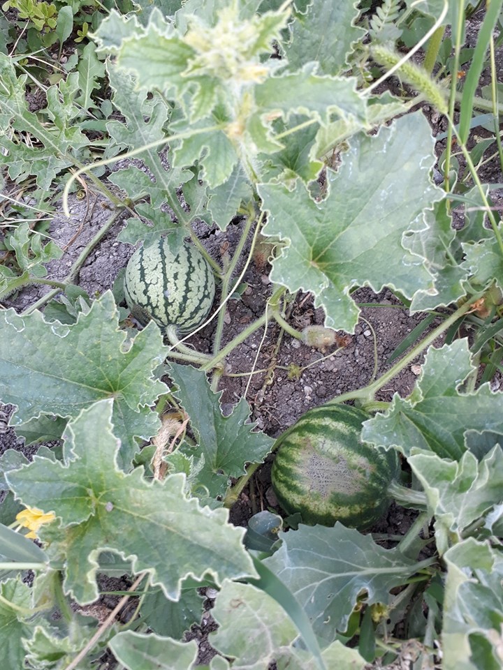 Çiçekdağı Beşikli Köyü Resimleri 3