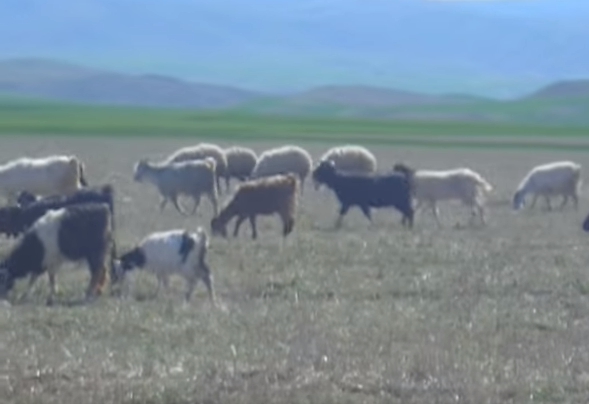 Çiçekdağı Tatbekirli Köyü Resimleri 1