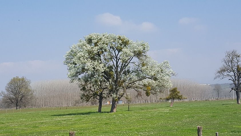 Hendek Yağbasan Köyü Resimleri 2