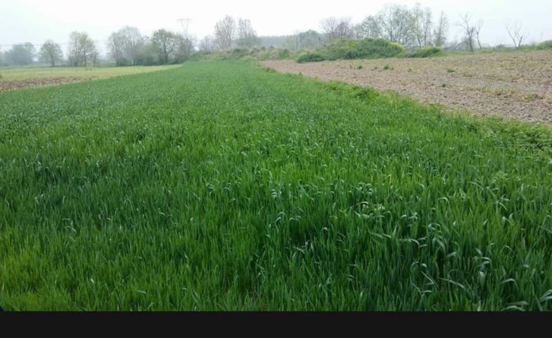 Hendek Yağbasan Köyü Resimleri 4