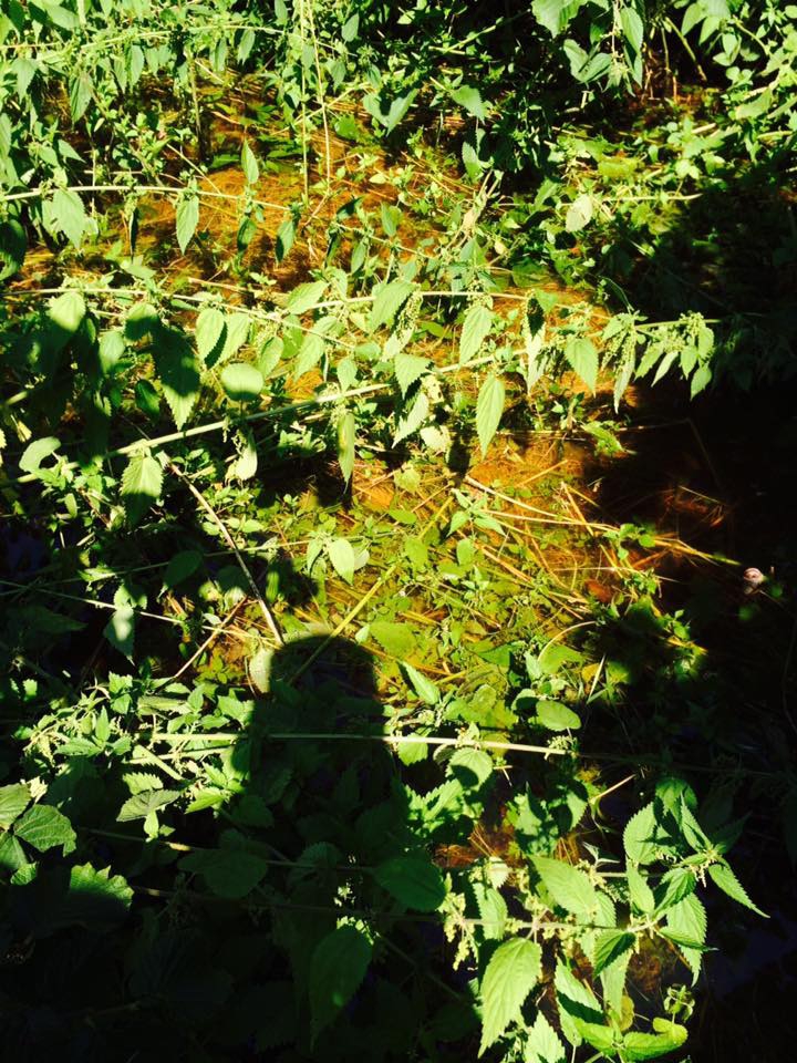 Çarşamba Demircili Köyü Resimleri 10