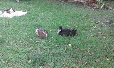 Çarşamba Demircili Köyü Resimleri 2