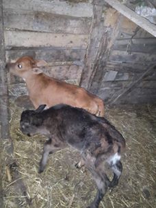 Çarşamba Demirli  Köyü Resimleri 5