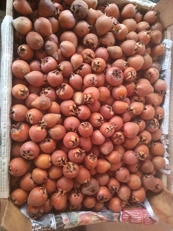 Çarşamba Demirli  Köyü Resimleri 9