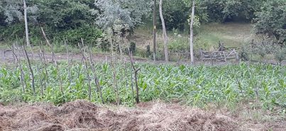 Çarşamba Deyincek Köyü Resimleri 10