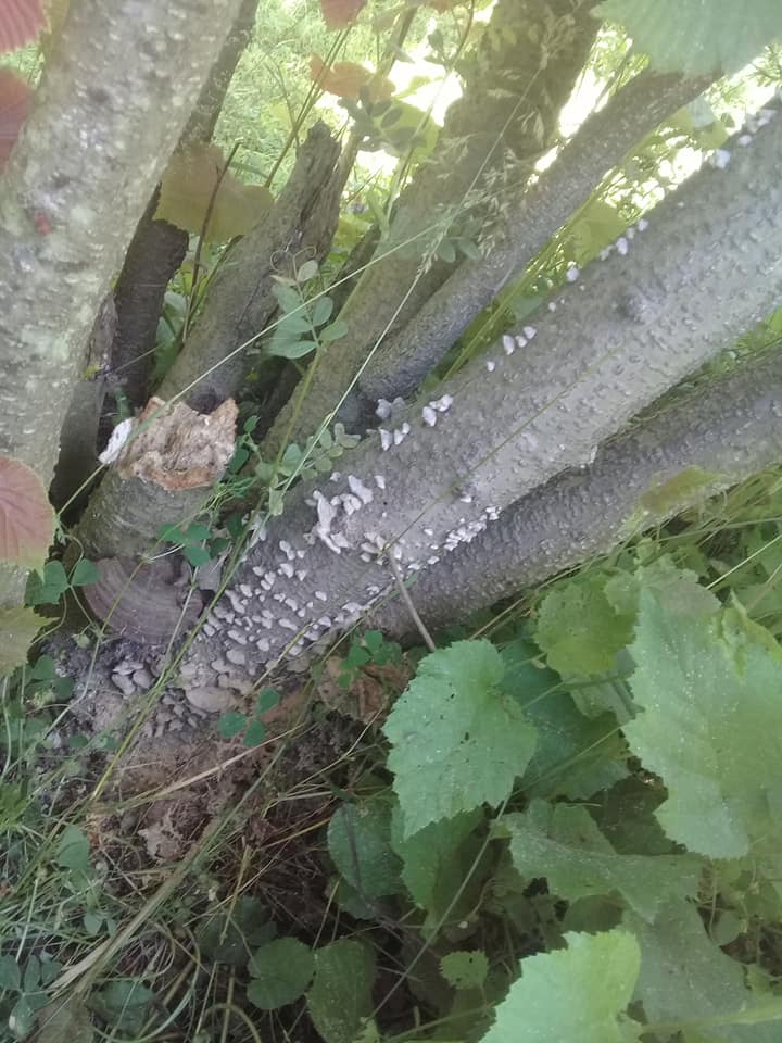 Çarşamba Deyincek Köyü Resimleri 5