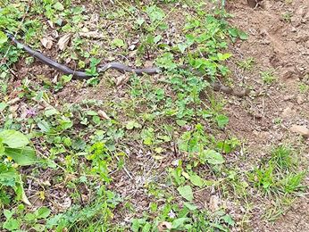 Çarşamba Deyincek Köyü Resimleri 6