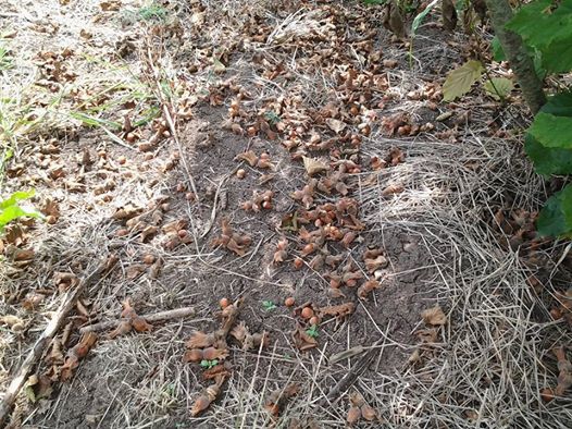 Çarşamba Durakbaşı Köyü Resimleri 1