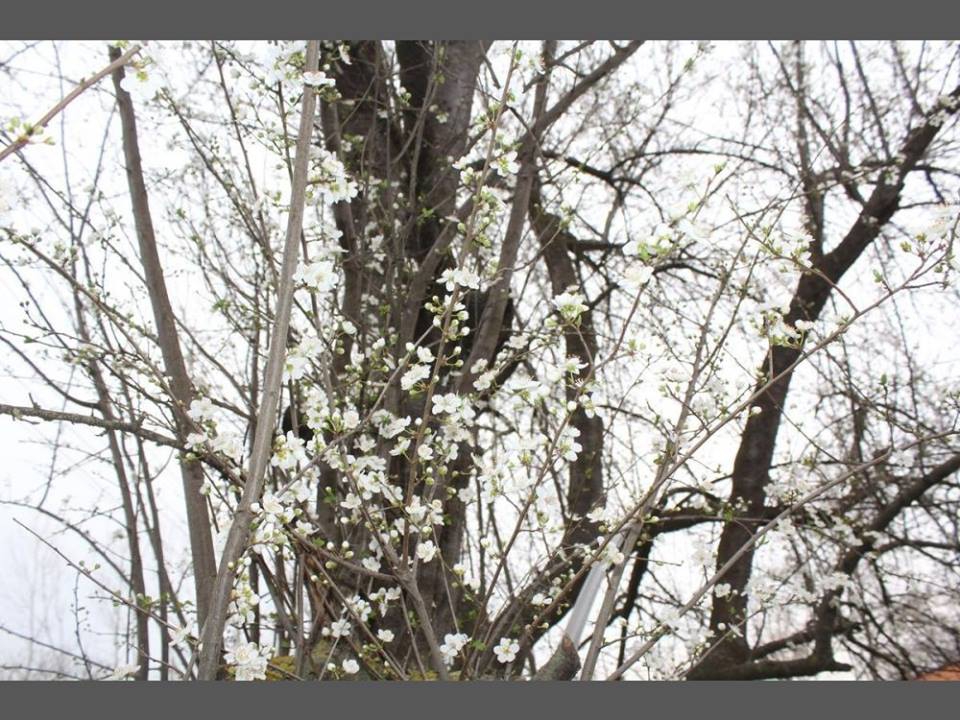 Çarşamba Durakbaşı Köyü Resimleri 12