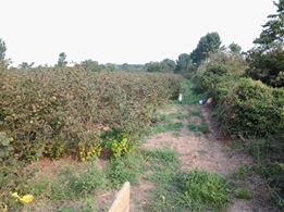 Çarşamba Durakbaşı Köyü Resimleri 2