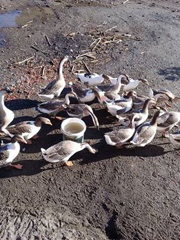 Çarşamba Durusu Köyü Resimleri 3