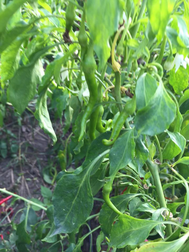 Çarşamba Durusu Köyü Resimleri 6