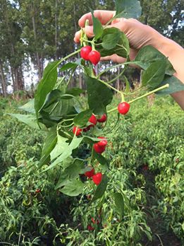 Çarşamba Durusu Köyü Resimleri 7