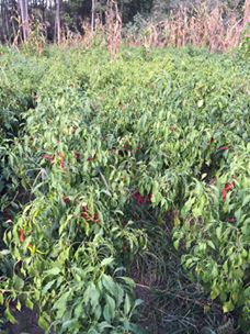 Çarşamba Durusu Köyü Resimleri 8