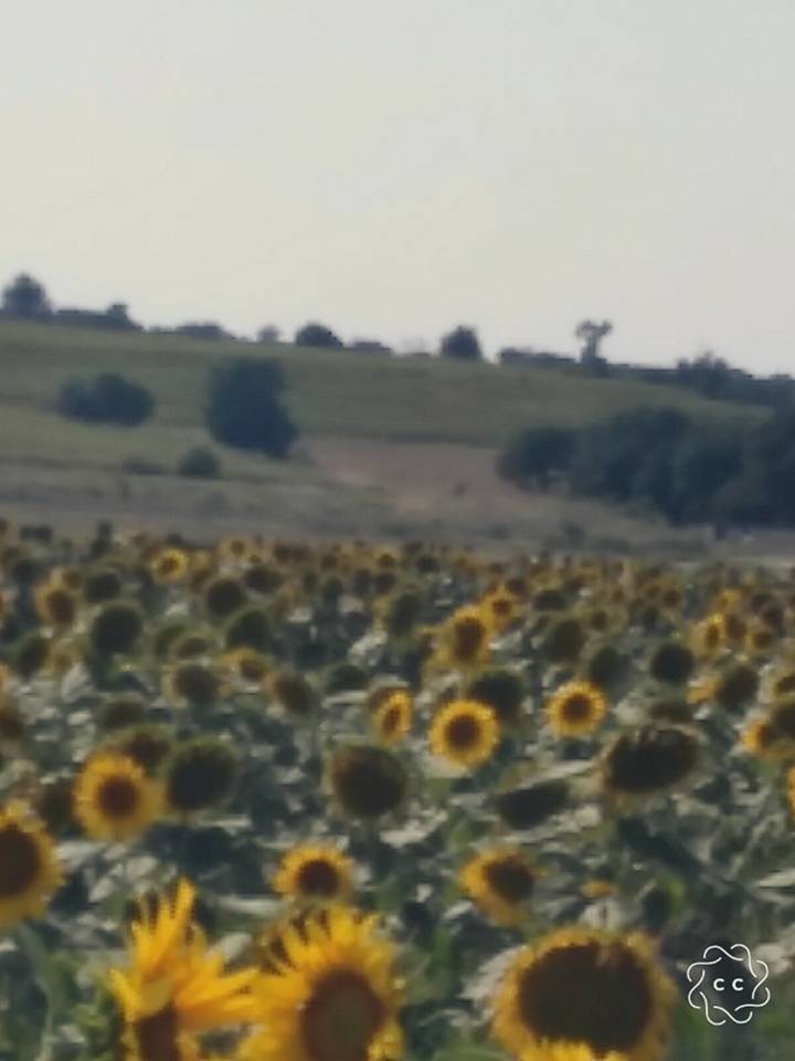 Çarşamba Eğridere Köyü Resimleri 8