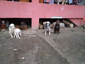 Çarşamba Eğrikum Köyü Resimleri 10