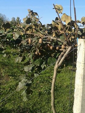 Çarşamba Eğrikum Köyü Resimleri 3