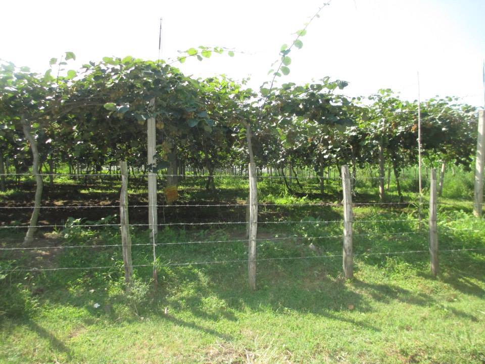 Çarşamba Eğrikum Köyü Resimleri 7